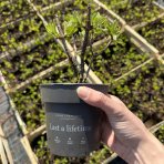 Hortenzia metlinatá (Hydrangea paniculata) ´LIVING LITTLE PASSION´® by LIVING CREATIONS® výška 20-30 cm, kont. C1,5L